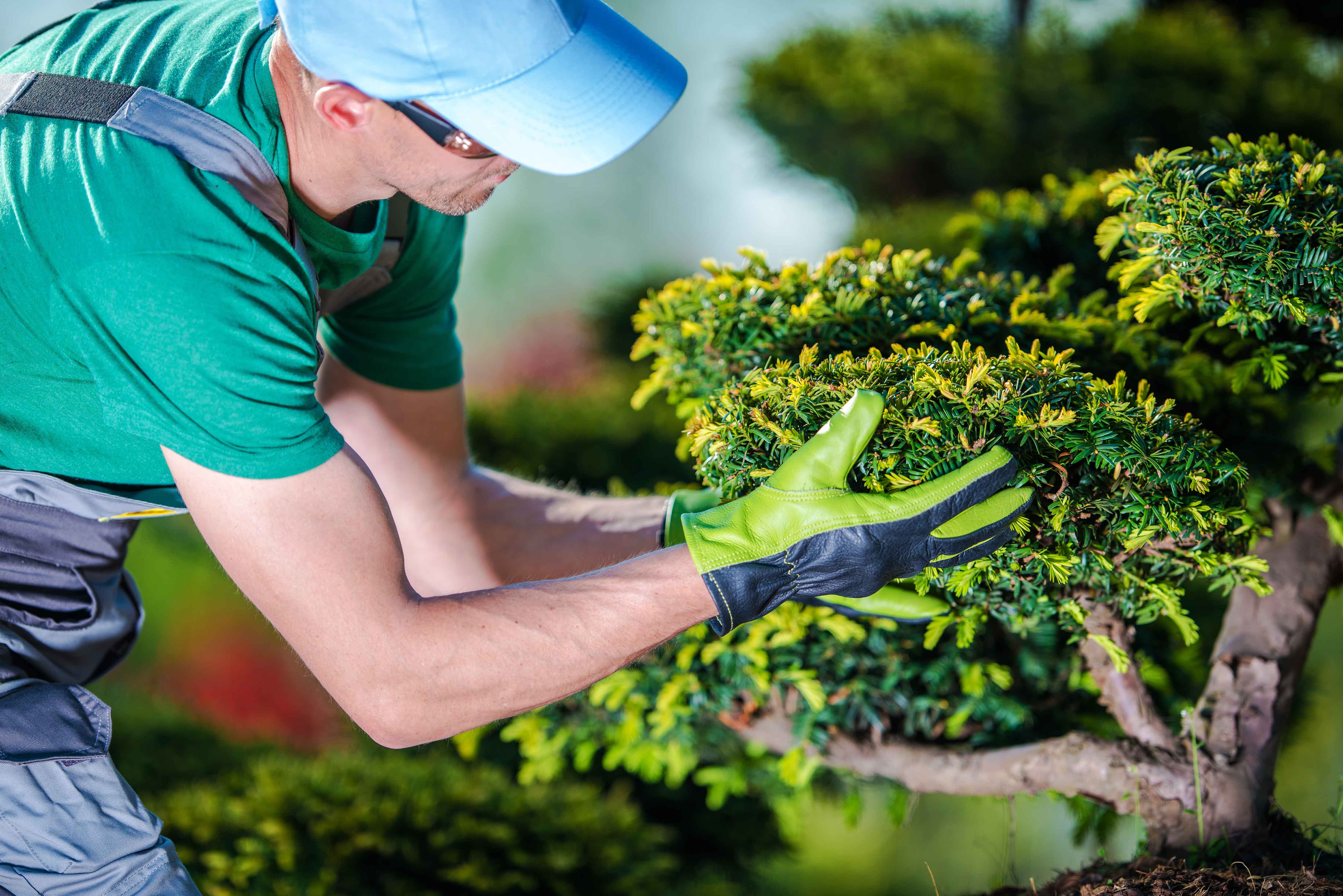 Taking Care of Garden Trees
